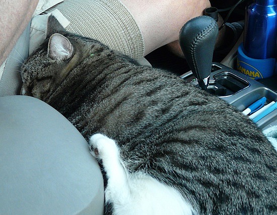Tuna draped across console