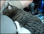Tuna draped across console