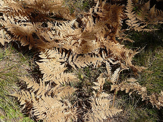 Ferns in Fall Color