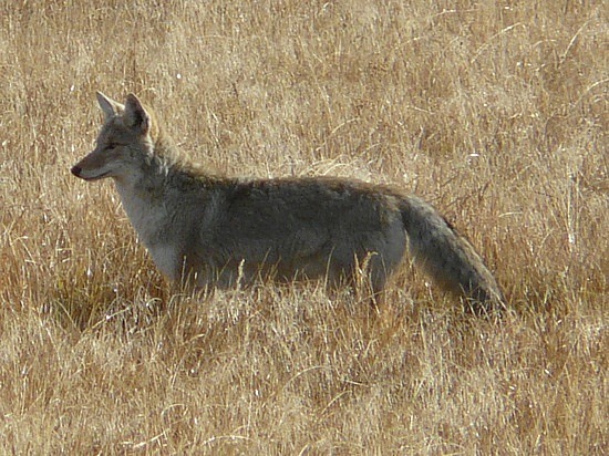 Coyote