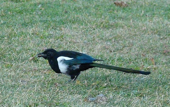 Magpie