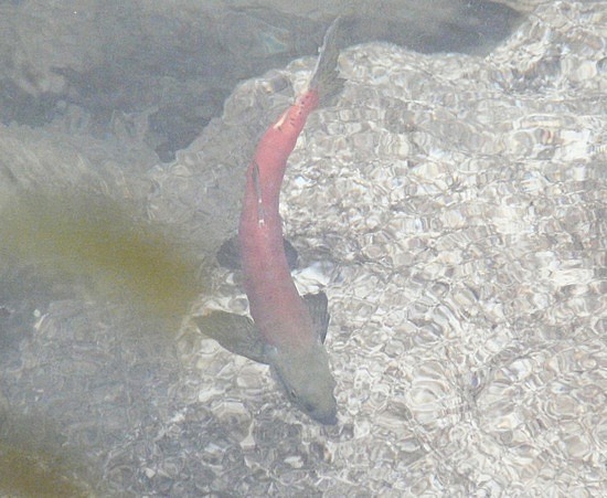 Salmon Looking for Food at Stehekin
