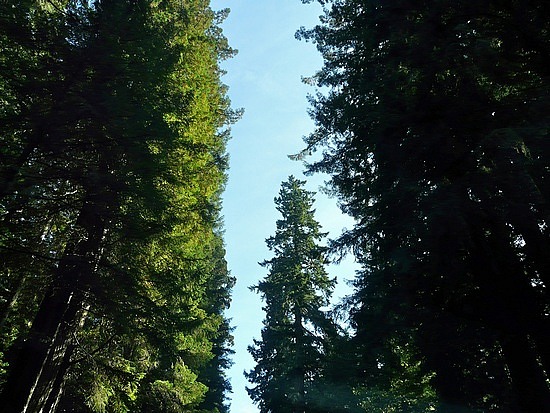 Redwoods
