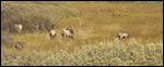 Elk herd