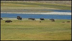 Bison Enjoying the Morning