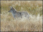 Coyote