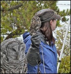 Owls
