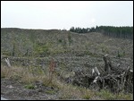 Clear cutting?  No, fierce weather.