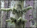 Ecola State Park