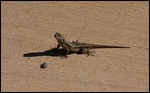 Lizard enjoying sun at winery